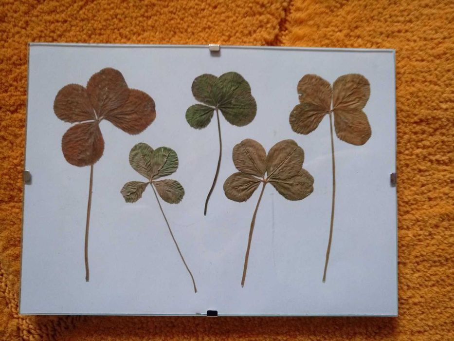 5 броя четирилистни детелинки в рамка
