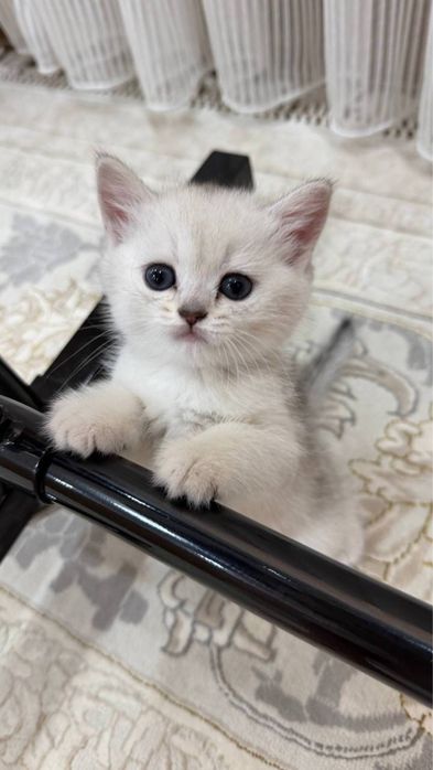 Котята Британской шиншилы