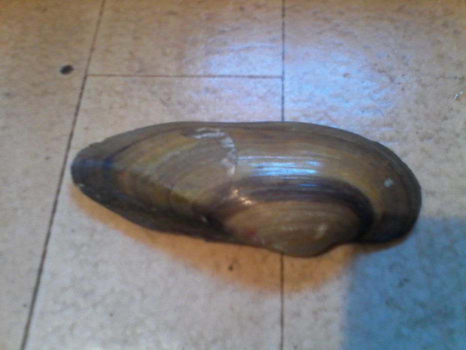 Лот 2 месингови плакета,търбошон и други фигури и предмети за колекцио