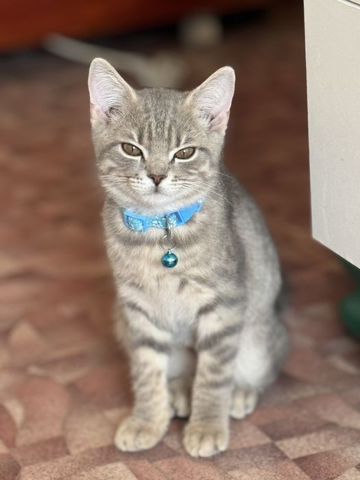 Котенок 6 месяцев