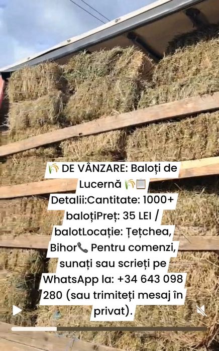 Baloți de lucernă 35 lei