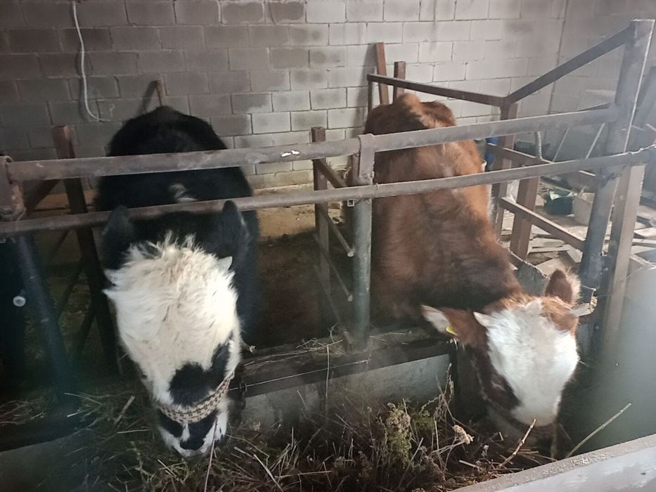 Продаеться две Телочки.