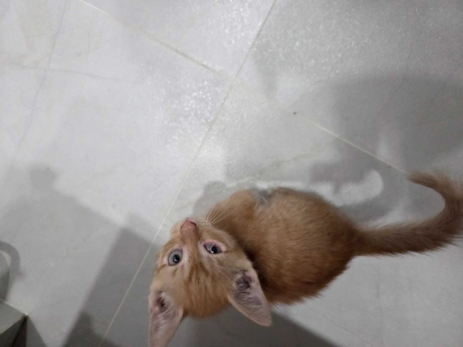 Котенок, девочка