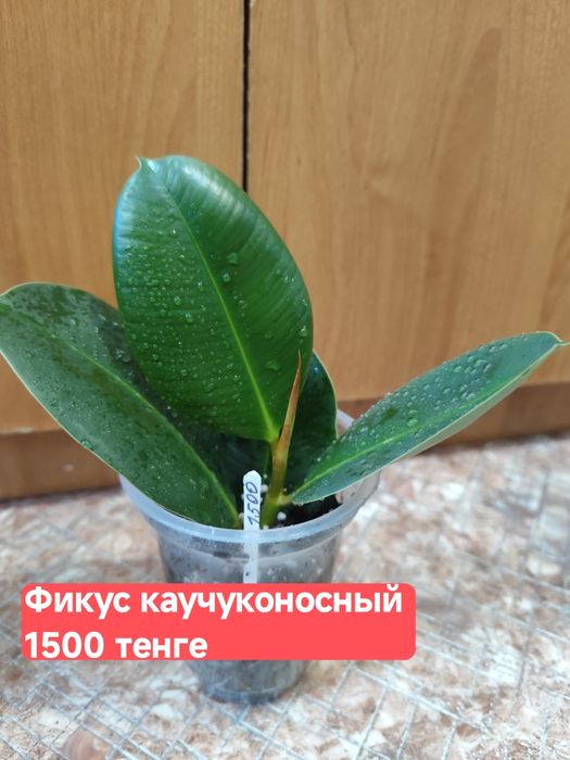 Фикусы каучуконосные