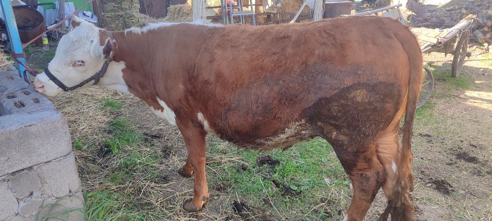 сатылады таналар