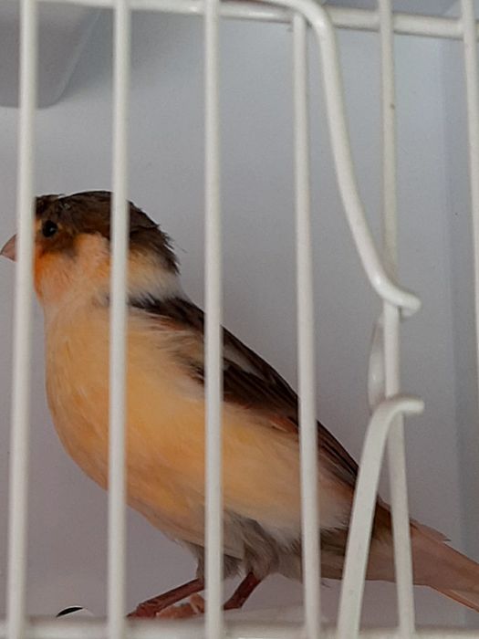 Canari timbrado español