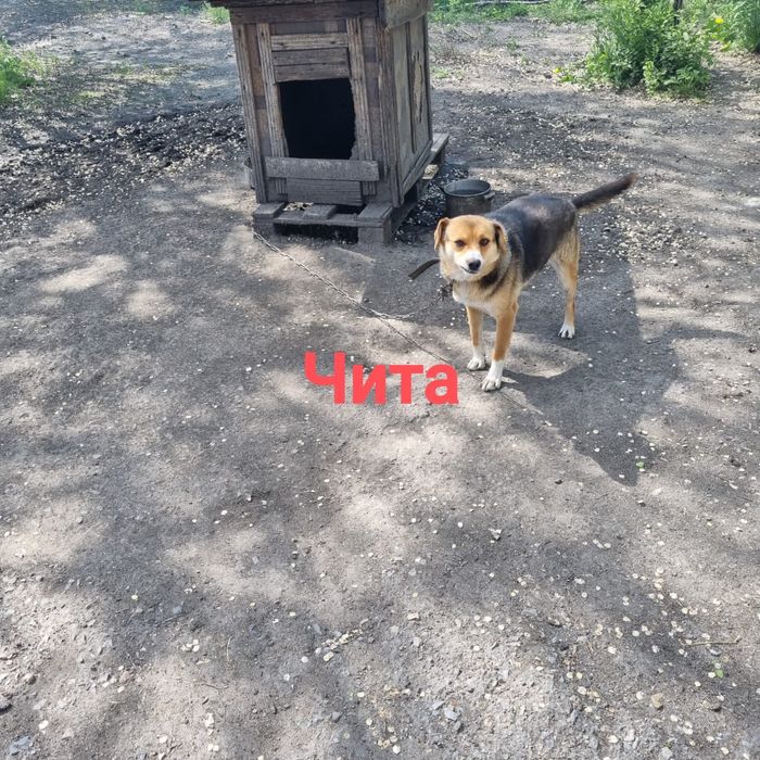 Собака ищет дом. Будка в подарок