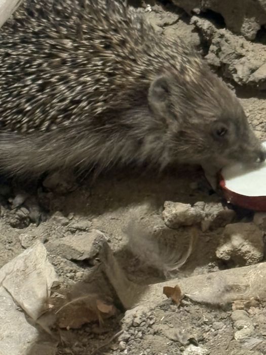 Продам ежика крупный