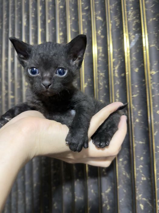 Редкие котята браш