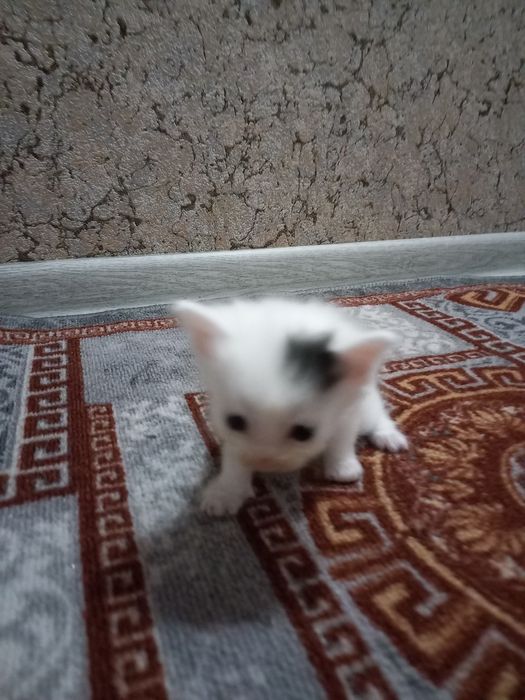 Бесплатно котята