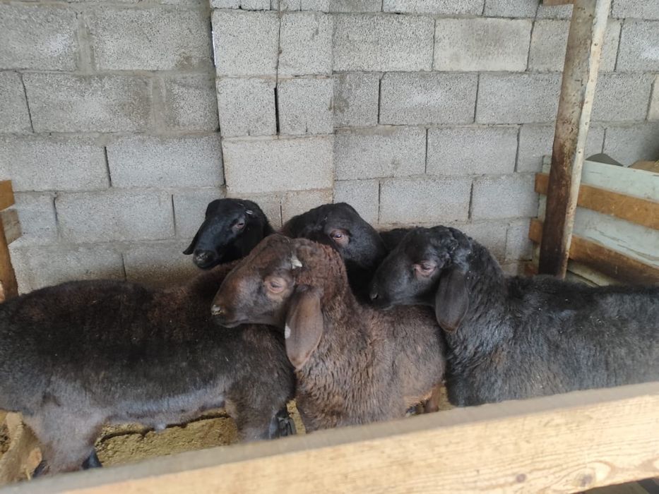 Семыз кошкар 4штук