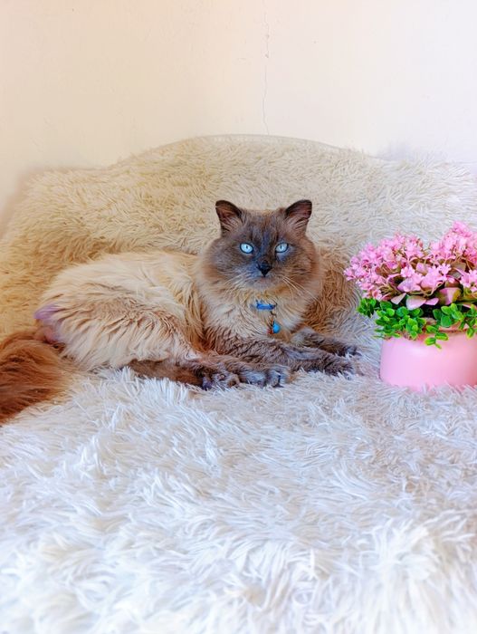 Кот котенок в добрые руки