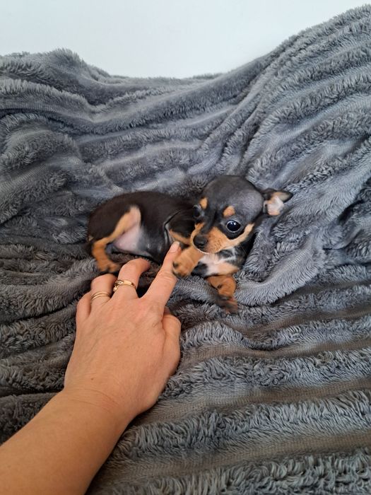 Продам мини той терьера