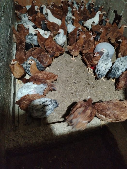 Vând Pui rasă mixtă