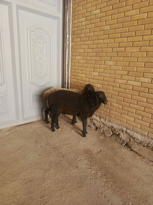 Она бола ку́й сотилади