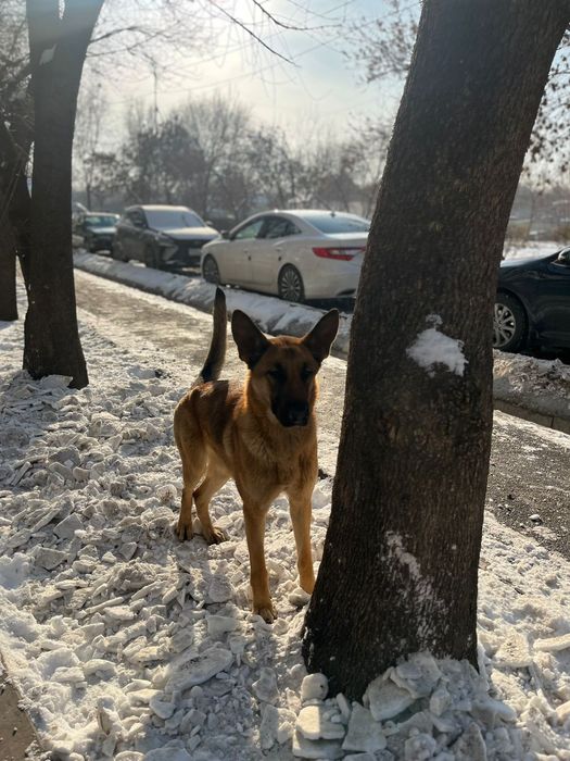 Продается собака