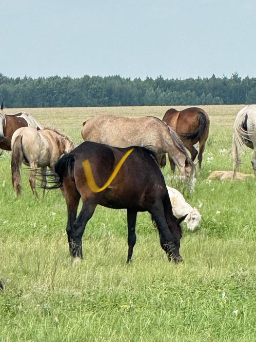 Продам кобылу с жеребенком, и кобыла  ,заряженная хороших кровей