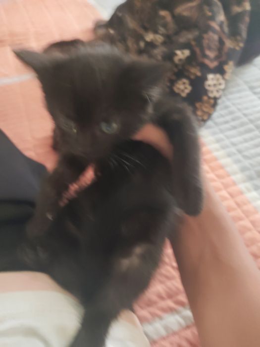 Котенок 2 месячный