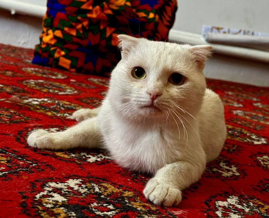 Скотч фолд еркек мысық сатылады Нукусте