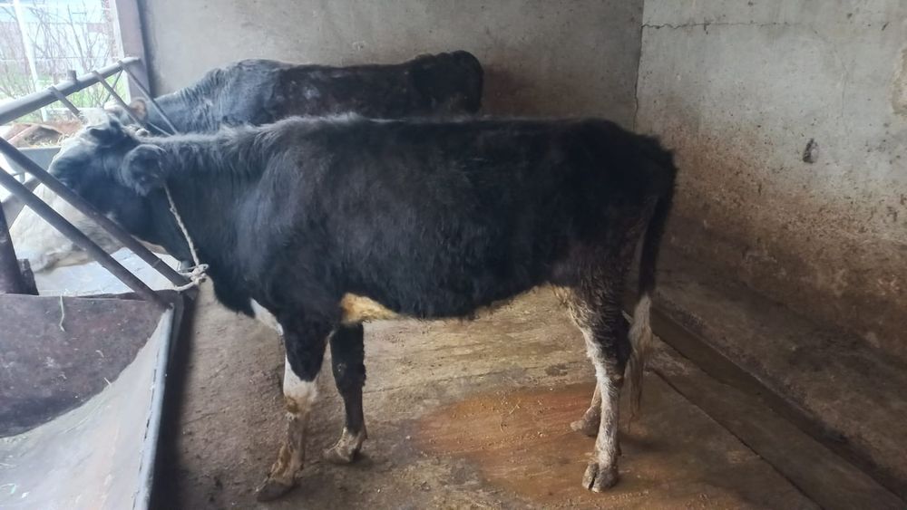 Құнажын сатылады