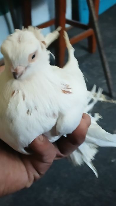 Голубка гульбодамка