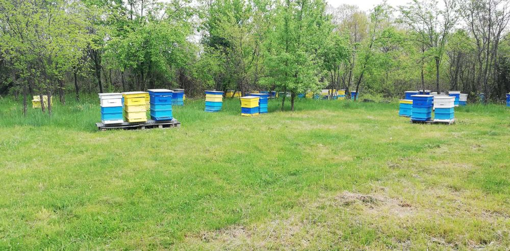 Пчелни отводки ЛР 2026
