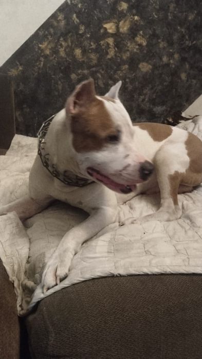 Бронь на щенков АПТ