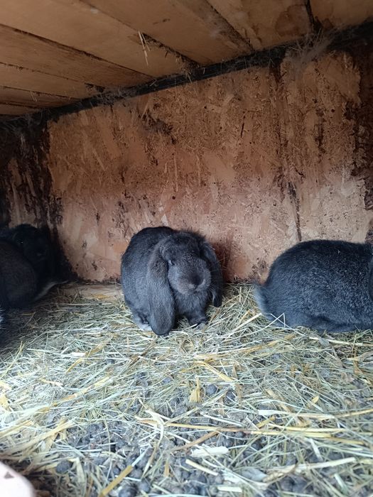 Vand iepuri berbec german