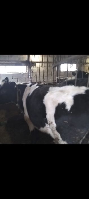 Продам Бычки и телочки