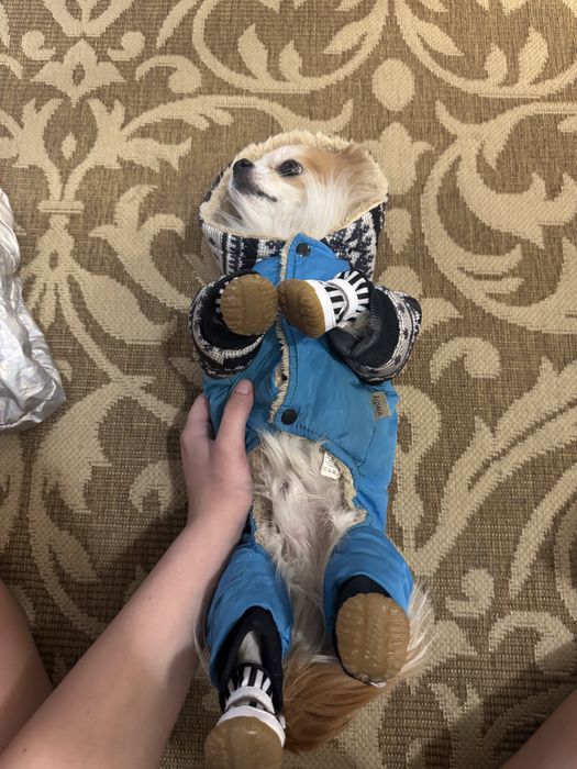 Отдам чихуахуа с доками