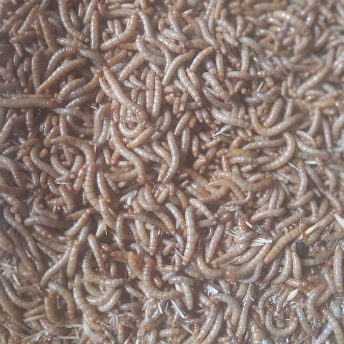 Viermi de făină.Mealworms și Superworms