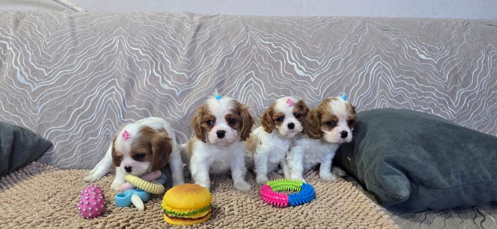 Щенков Кинг Чарльз Спаниель