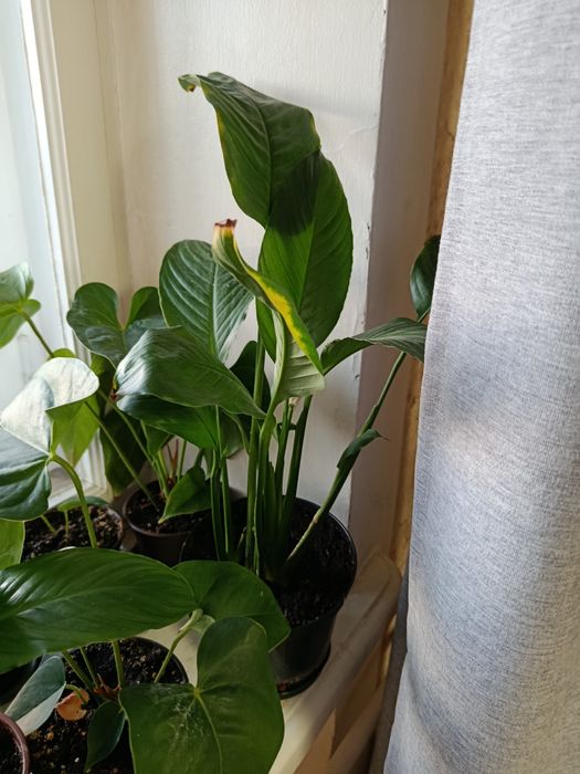 Спатифиллум или женское счастье