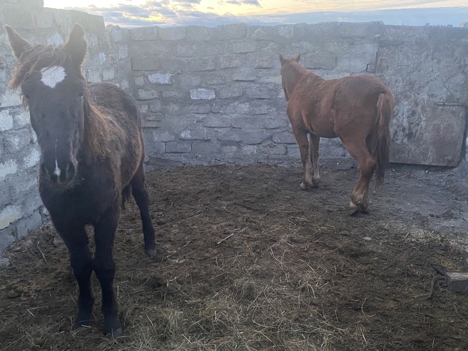 Продам лошадей, тайлар