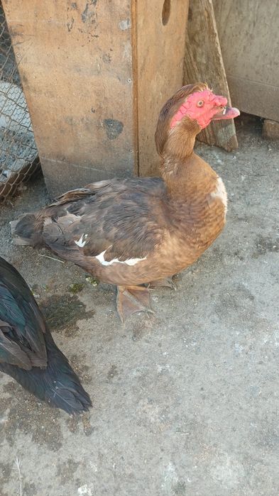 Rate mute ciocolatii