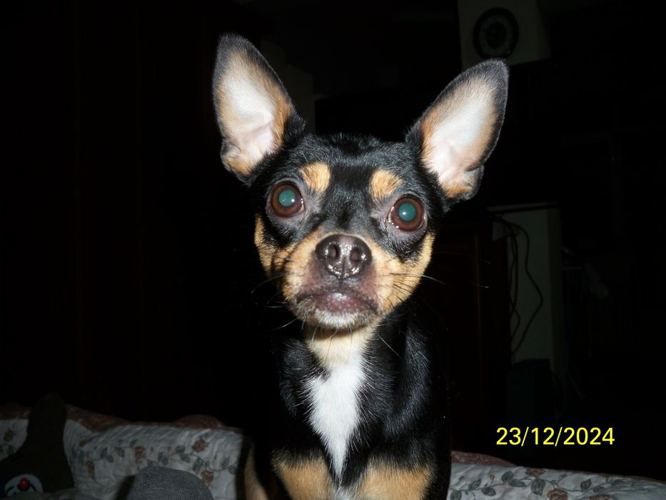 Вязка той терьер