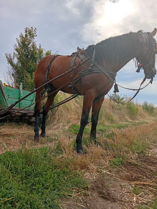 Armăsar vârsta 7 anii