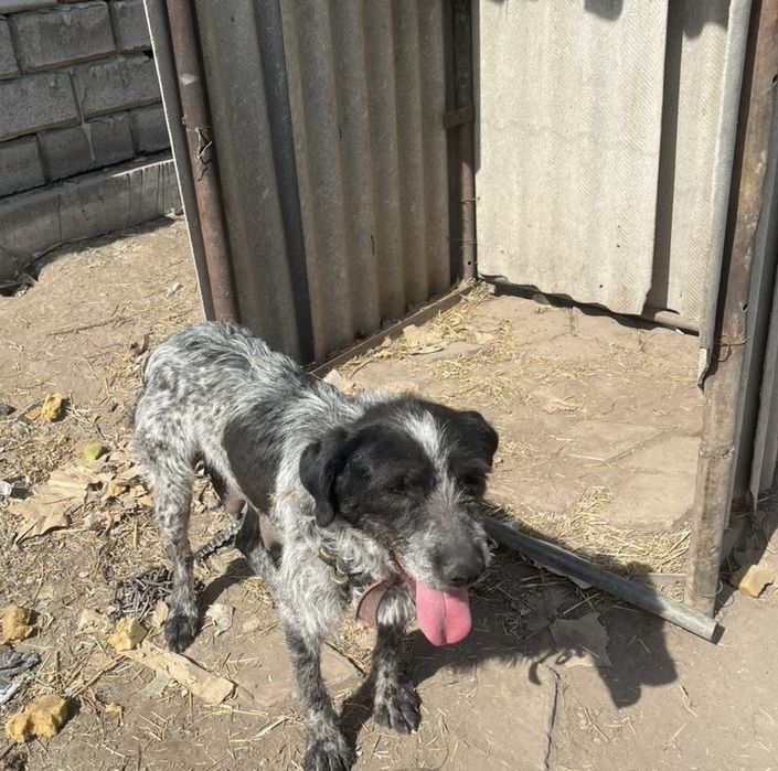 продаю курцхар рабочи