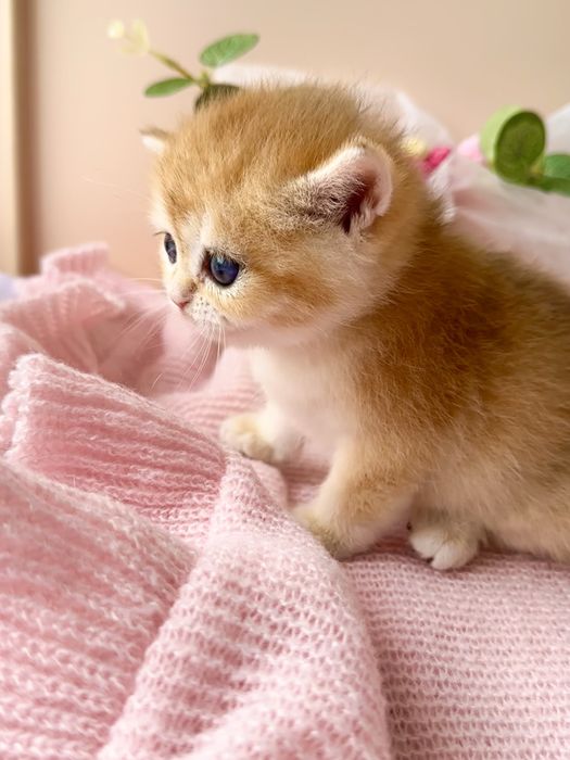 Британские котята
