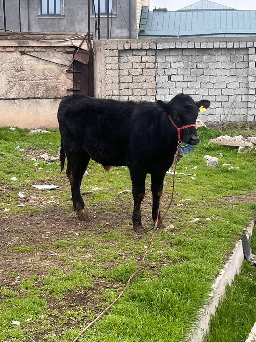 Zoti Angus 8.9 oyli atrofida sog'lom yeb ichishi yaxshii