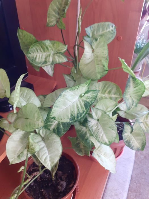 Большой выбор.Цветы для подарка