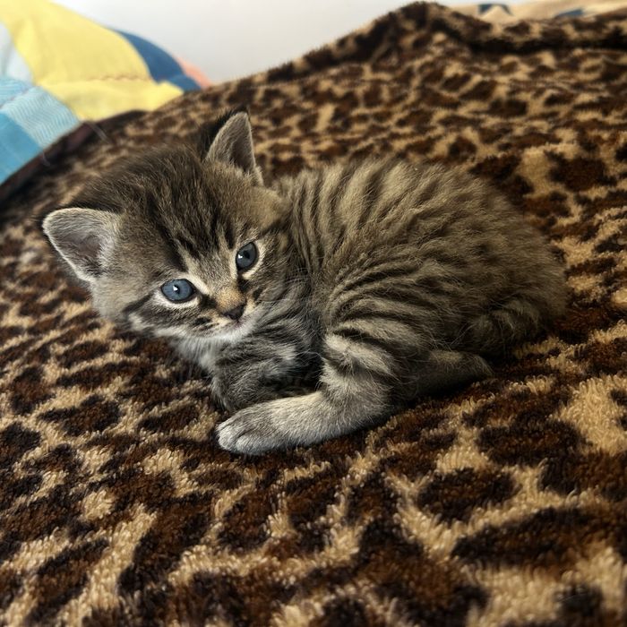 Шадтланская висхуахая