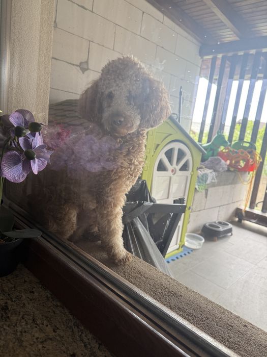 Pudel / poodle mascul