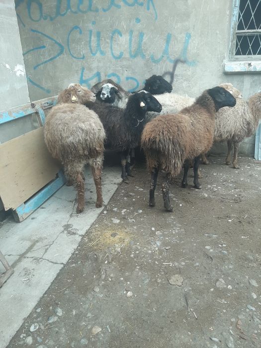 Кой сатылады 8 бас