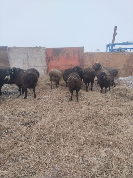 Семиз кой, кошкардар сатылады, откормда турган