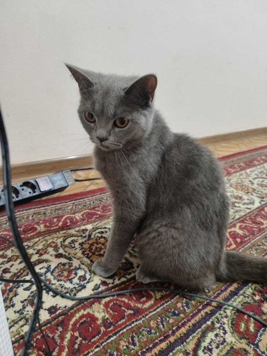 кошка скоттиш-страйта продаётся