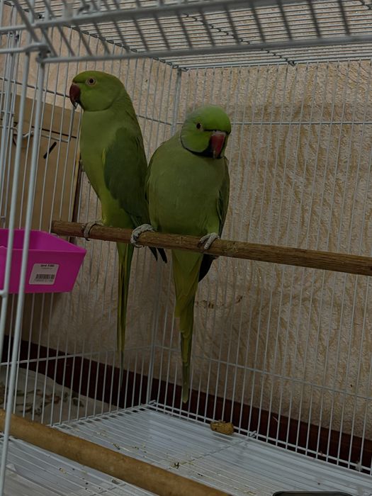 попугай ожерелье соғлом