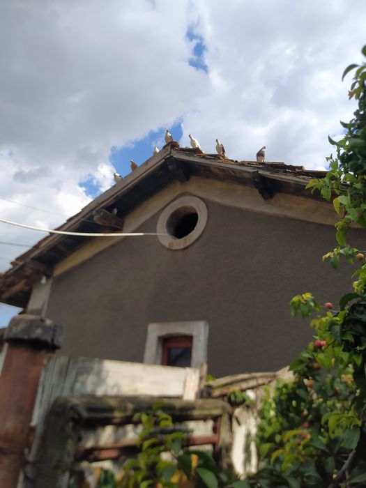 Porumbei gălățeni