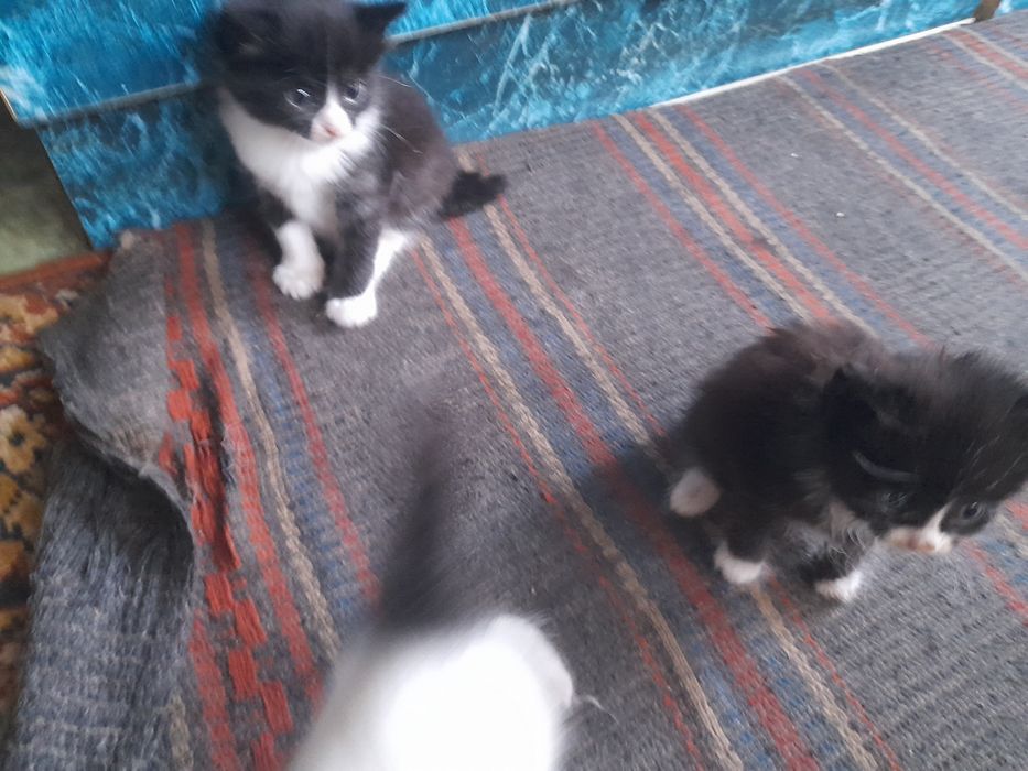 Котята ищут новый дом