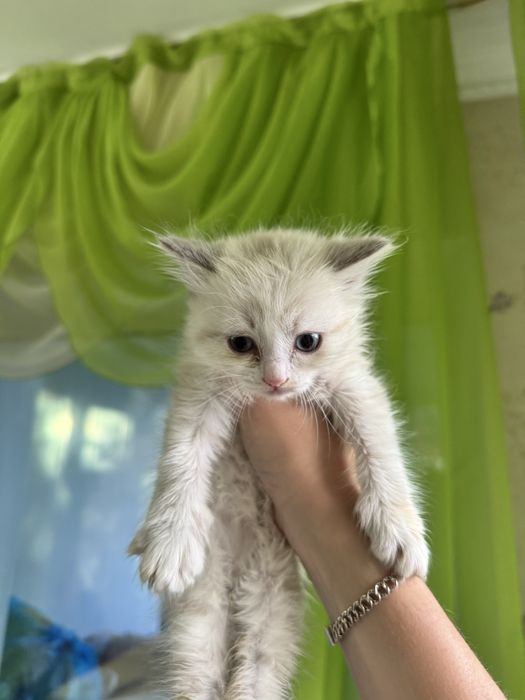 Котята бесплатно